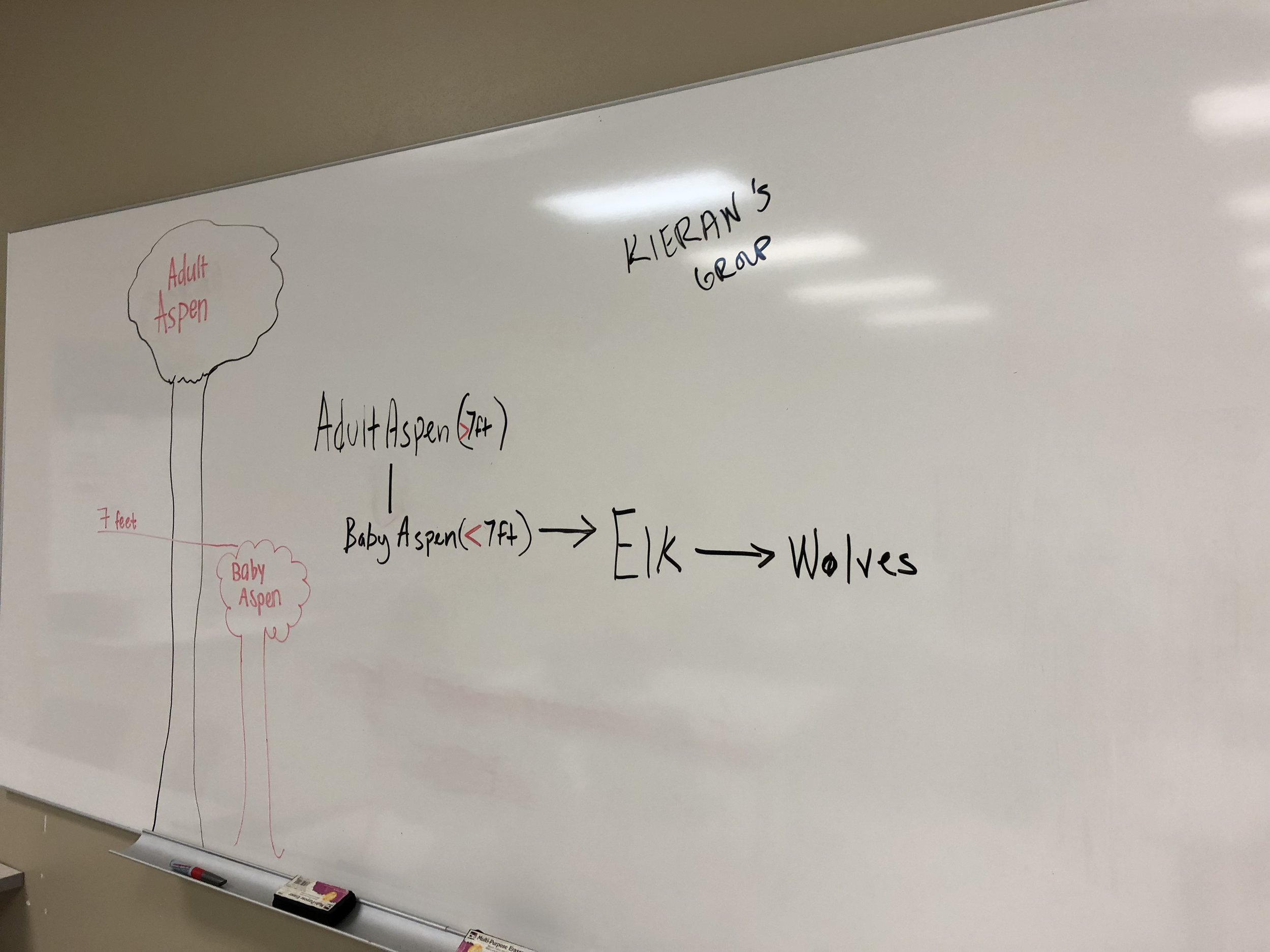 One team of students' planned a modification to the GbCC model which would incorporate Aspen Height as an important variable in Elk grazing.